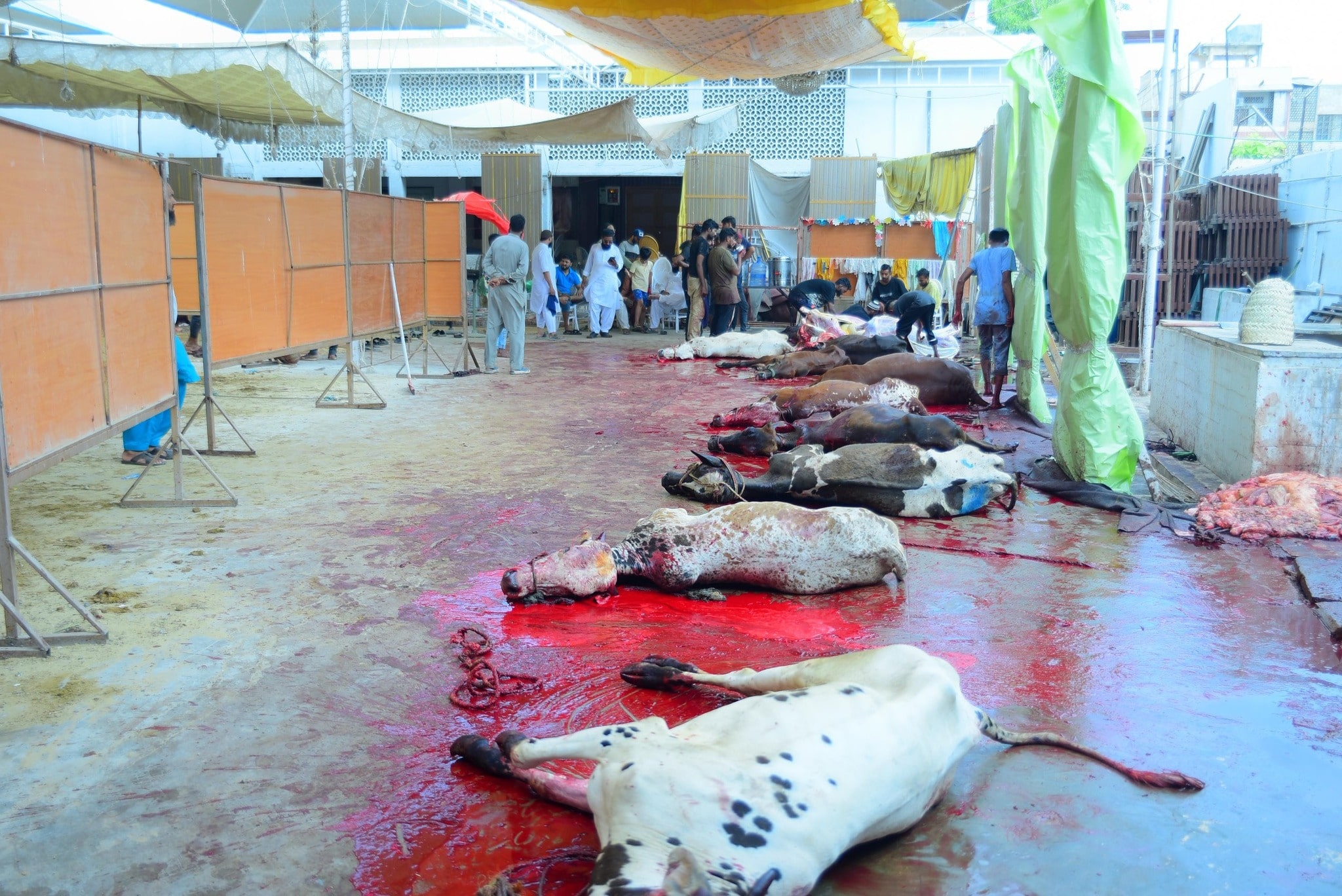 Qurbani-2025-Images (18)-min