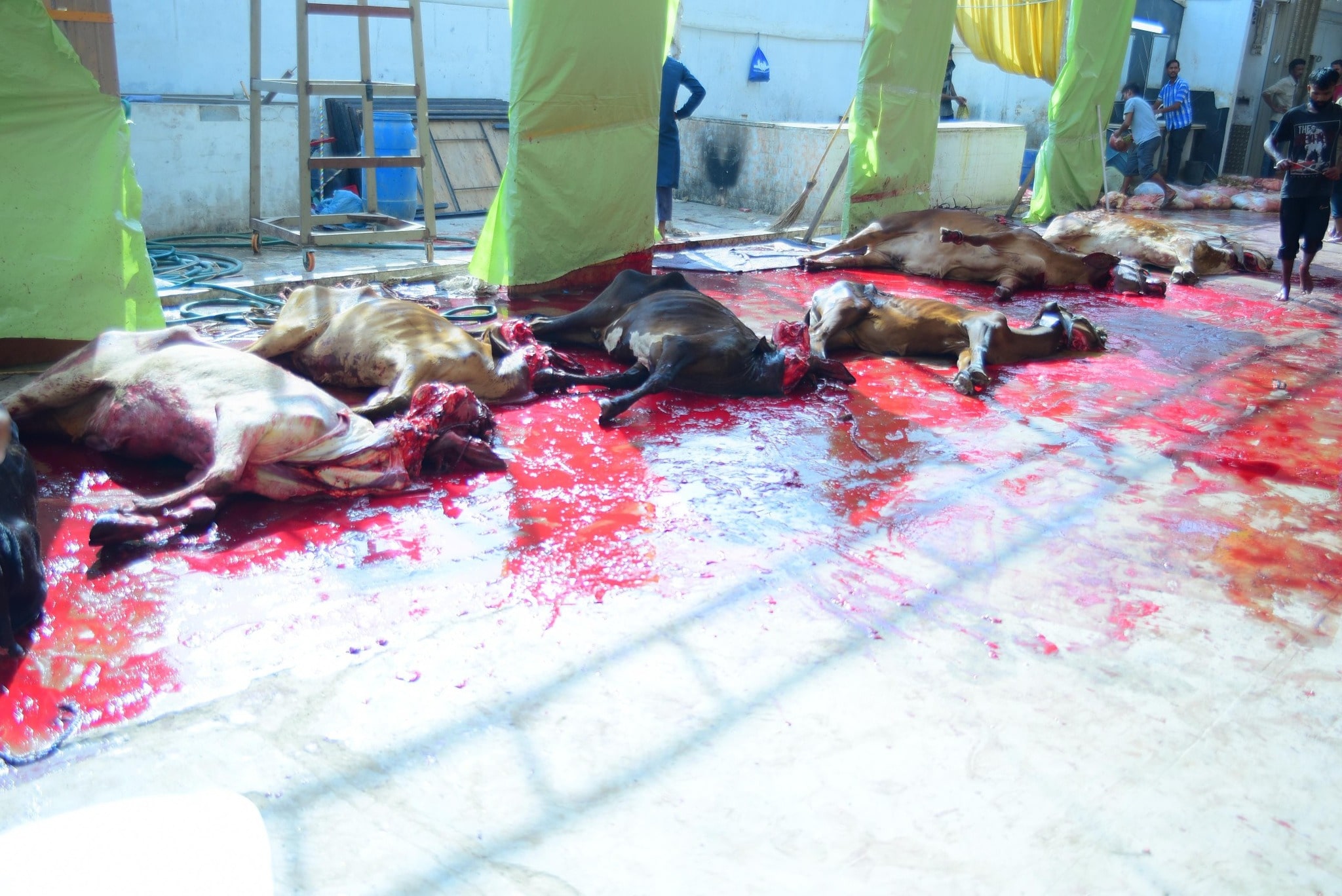 Qurbani-2025-Images (29)-min