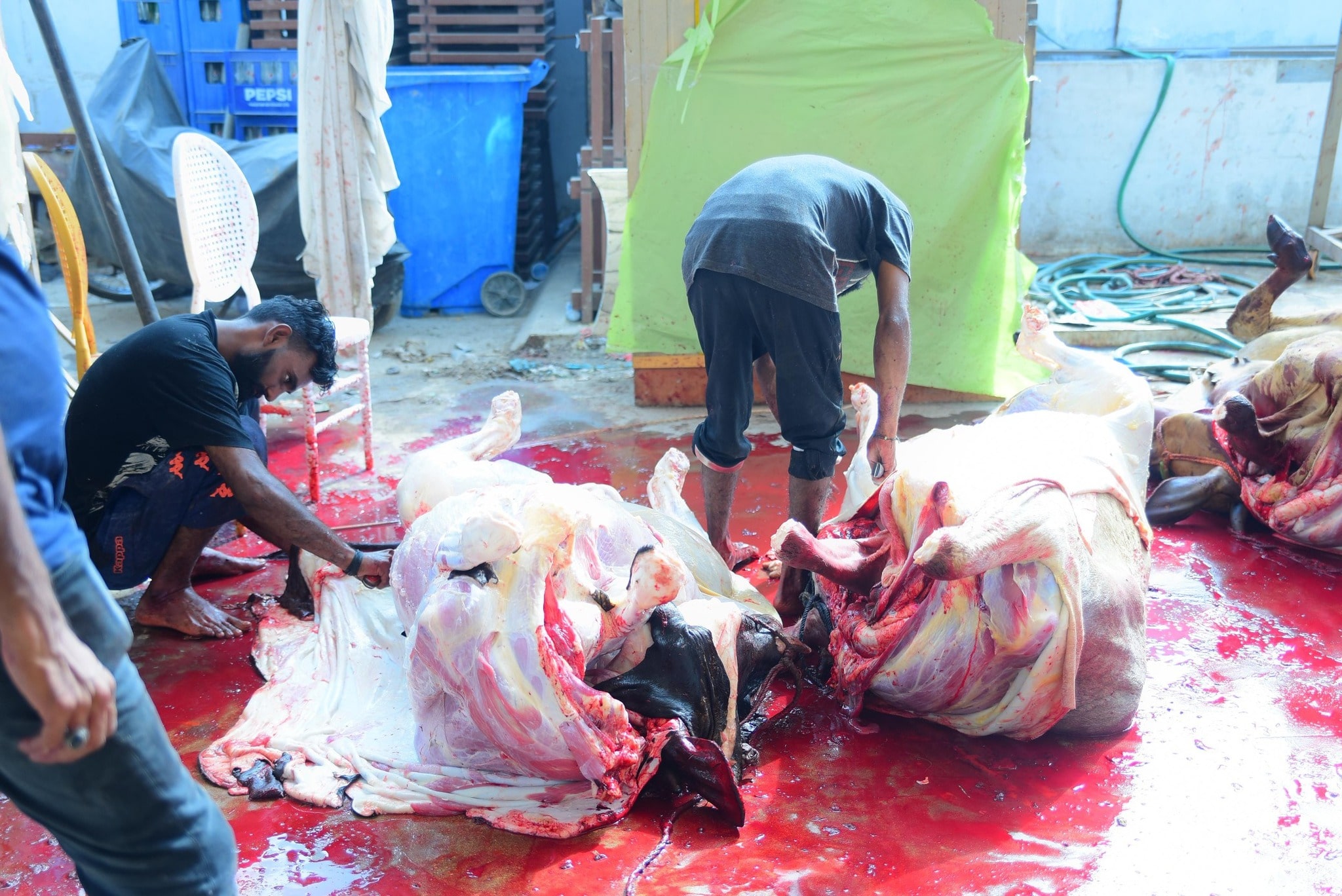 Qurbani-2025-Images (37)-min