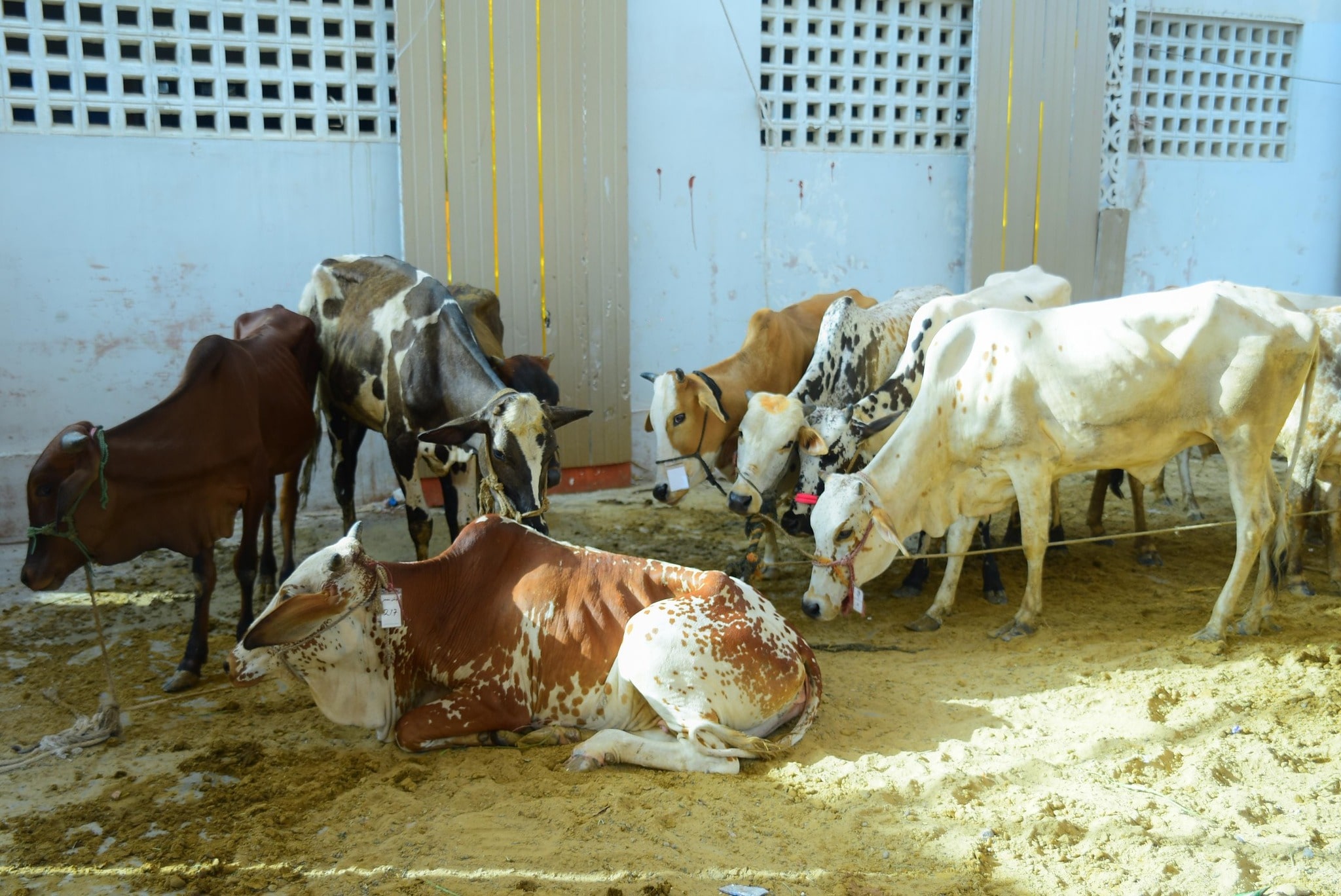 Qurbani-2025-Images (9)-min